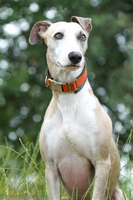 Whippet